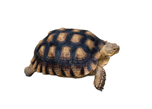 sulcata tortoise on white background with clipping path