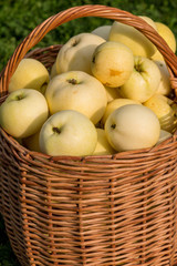 ripe large apples in a wicker basket
