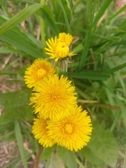 Primavera de Flores y plantas en Buenos Aires.