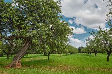 B&auml;ume im Sommer Hintergrund Landschaft wolken blauer Himmel gr&uuml;nes Gras