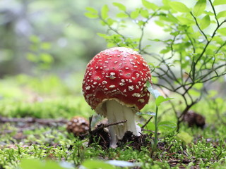 Amanita