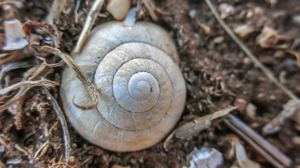 Snail background on a ground close up