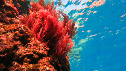 Swaying of red corals at shallow depths