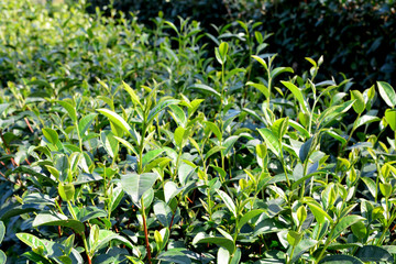Green tea bud and fresh leaves.