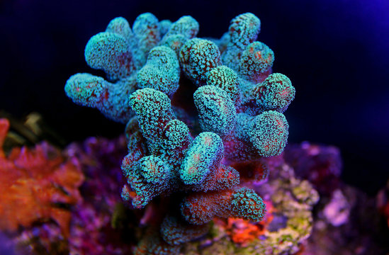 Stylophora colorful SPS coral in saltwater aquarium reef tank 