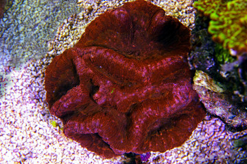 Open Brain sp. colorful LPS coral © Kolevski.V