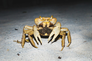 Large orange yellow crab in the night at the sand beach in Caye Caulker, Belize