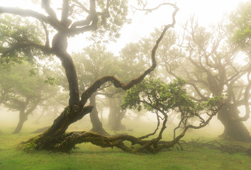 Fanal - Madeira - uralte, knorrige Bäume bei Nebel - Märchenhaft
