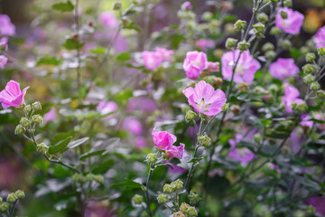 Malva pink in the garden