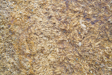 Rice Fossil, Grain petrified.