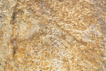 Rice Fossil, Grain petrified.