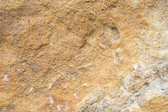 Rice Fossil, Grain petrified.