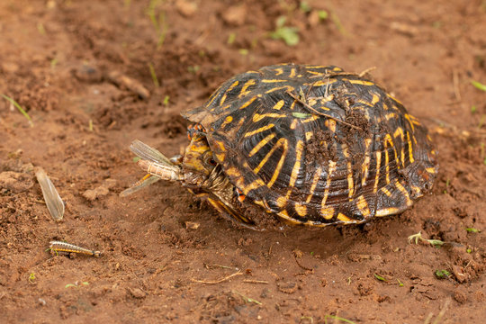 Box Turtle in the Dirt Eating a Cricket