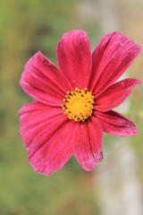 Obraz premium pink flower in the garden