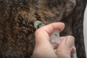 Obraz premium Canine intramuscular injection