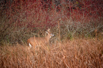 A White tailed deer roaming inthe marsh in late fall