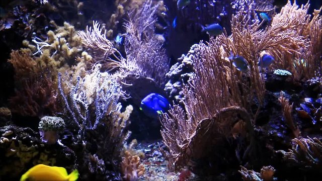 aquarium with fish and corals


