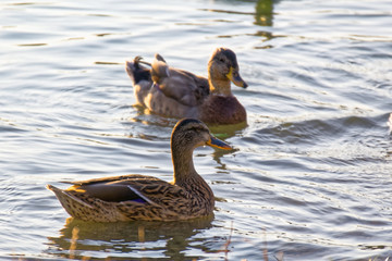 Ducks in sunset