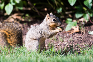 Naklejka na ściany i meble Squirrel at Dallas Arboretum