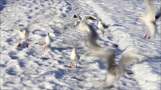 seagulls standing in snow 

