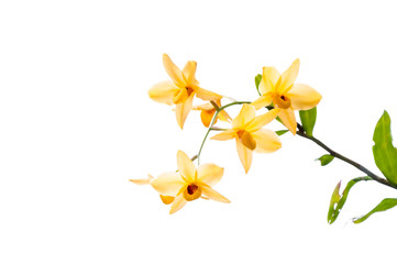 Branch of yellow orchids isolated on white background