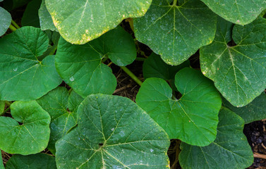 Scourge of pumpkin with green leaves on the bed