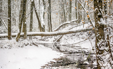 Stream And Woods In Snow Storm  