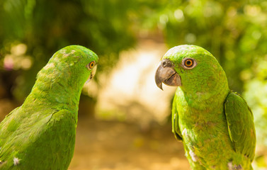 Portrait of two beautiful green Parrots, Turquoise-fronted amazon, Amazona aestiva, Costa Rica. Wildlife scene from tropic nature