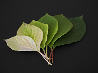 Green and yellow leaves of Schisandra. Gradient from green to yellow. On a black background