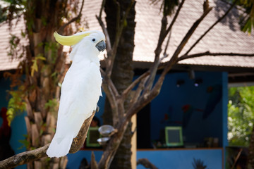 White cockatoo parrot ara on a brench