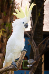 White cockatoo parrot ara on a brench
