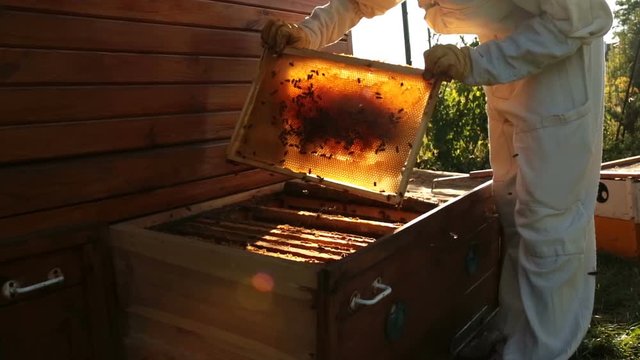 The female beekeeper in white suit pulls honeycomb from the wooden hive. While bees flying around