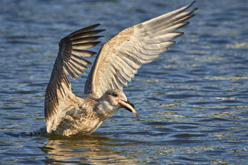 Raubmöwe auf dem Wasser mit Fisch
