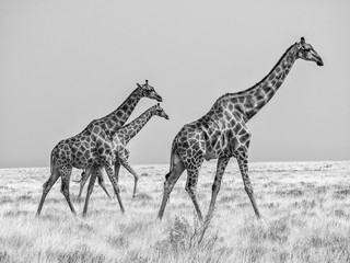 Giraffes walking in Etosha National Park, Namibia