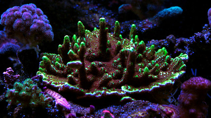 Montipora SPS colorful coral in saltwater aquarium - obrazy, fototapety, plakaty