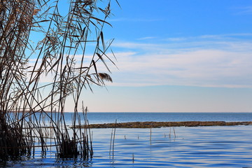 Dry yellow cattail (reeds, phragmites) on shallow blue lake in autumn at the evening