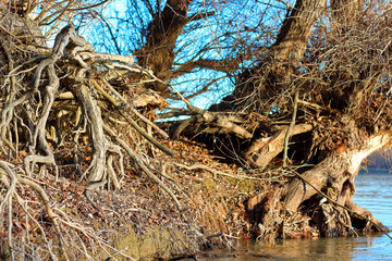 Exposed tangled tree roots on the river bank of Danube at autumn