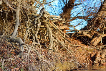 Exposed tangled tree roots on the river bank of Danube at autumn