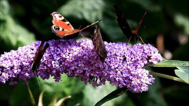 Peacock butterflies feeding nectar on lilac flower

