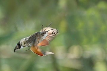 Schmetterling Taubenschwänzchen im Flug mit sichtbarem Saugrüssel