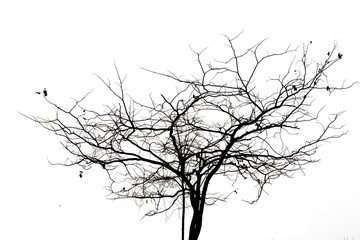 Dead branches.