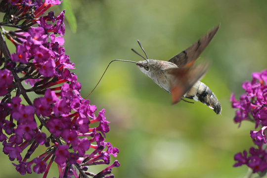 Taubenschwänzchen im Flug: Ein Schmetterling wie ein Kolibri zwischen lila Blüten