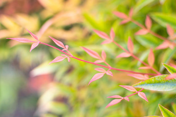 Warm and cozy season. Autumn and fall leaves.