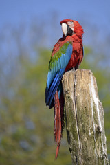 Green-winged macaw (Ara chloroptera) perched on trunk tree