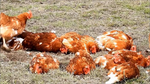 free range brown chicken on a farm

