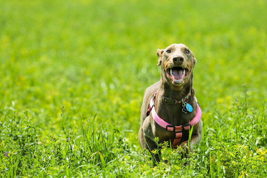 Doberman Running