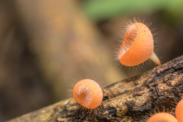 Close up Cookeina tricholoma or Phylum Ascomycota,orange mushrooms in the nature background.Blurred mushrooms.