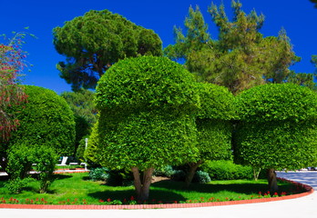 Fototapeta premium Turkey, figured trees, garden, lawn