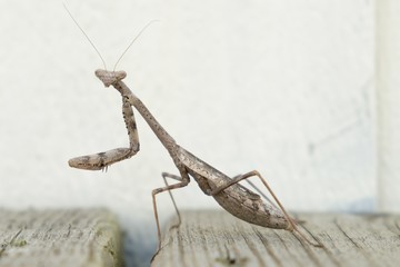 A brown carolina (praying) mantis is patiently waiting for a hapless insect to wander by.