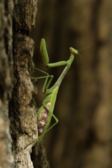 A green female carolina (praying) mantis is patiently waiting for a hapless insect to wander by.